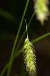 Cherokee sedge